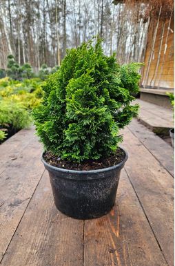 Кипарисовик тупой Нана Грацилис (Nana Gracilis)