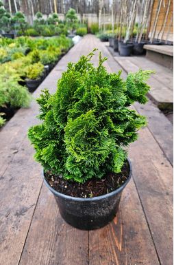 Кипарисовик тупой Нана Грацилис (Nana Gracilis)