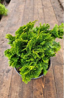 Кипарисовик тупой Нана Грацилис (Nana Gracilis)