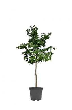Липа мелколистная Гринспаер (Greenspire)