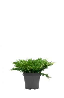 Можжевельник горизонтальный Андорра Вариегата (Andorra variegata)