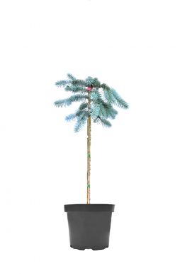 Ель колючая Глаука Пендула на штамбе (Glauca Pendula Pa)