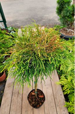 Кипарисовик горохоплодный Санголд на штамбе (Sungold Pa)