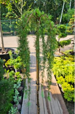 Лиственница европейская Пендула (Pendula Pa)