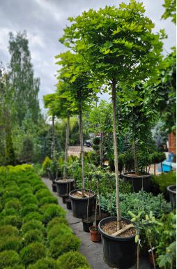 Клен остролистный Глобозум (Globosum)