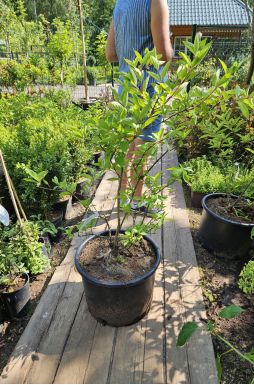 Гортензия метельчатая Грандифлора (Grandiflora)